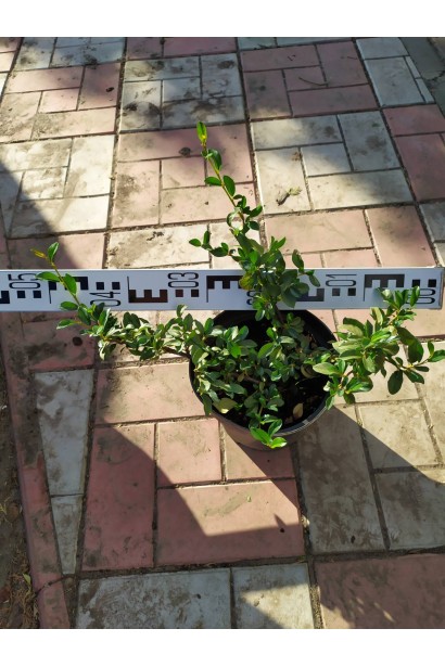 Кизильник Даммера Майор - 3л/вис.10-15см/Ø35-45см